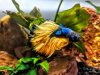 Петушок Халф Мун горчичный газ самец (Betta splendens Halfmoon Mustard Gas)