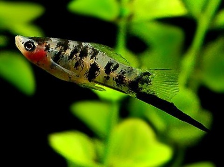 Меченосец Геллера тигровый (Xiphophorus helleri Tiger)