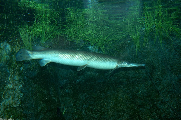 Щука Тупорылый Панцирник  (Lepisosteus platostomus) 9-11 см