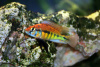 Цихлида Хаплохромис Брауна (Haplochromis brownae) 4-5см