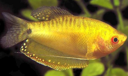 Гурами золотой (Trichogaster trichopterus)