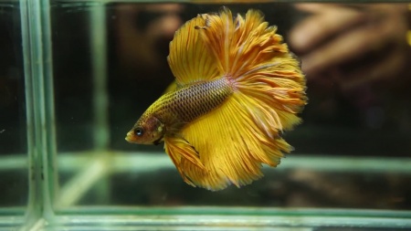 Петушок Халф Мун желтый бабочка самец (Betta splendens Halfmoon Yellow Butterfly)