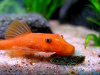 Анциструс красный (Ancistrus dolichopterus red) рэд сом - присоска.5-6 см