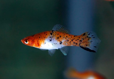 Меченосец Геллера трехцветный (Xiphophorus helleri Tricolor)