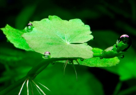Щитолистник белоголовый или гидрокотила белоголовая (Hydrocotyle leucocephala)