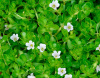 Бакопа Монье (Bacopa monnieri)