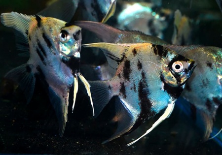 Скалярия Березка (pterophyllum birch)