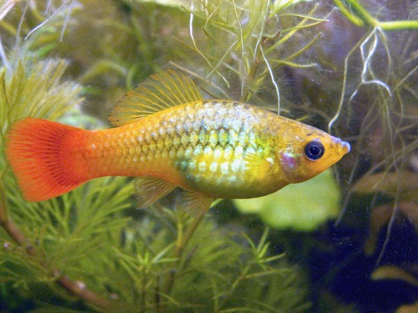 Пецилия золотой попугай  (Xiphophorus maculatus sunset sailfin)