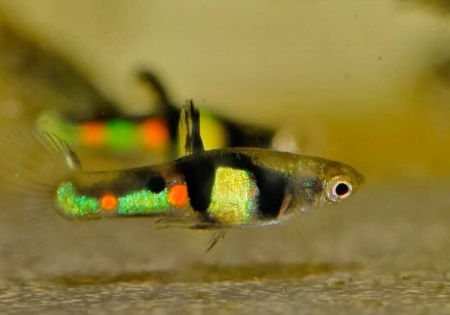 Гуппи Эндлера Кампона Эль Тигре  (Guppy) Самец