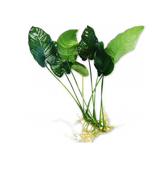 Анубиас Бартера Гигантский (Anubias barteri)
