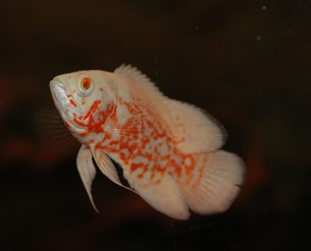 Цихлида Астронотус тигровый альбинос (astronotus-ocellatus albino)