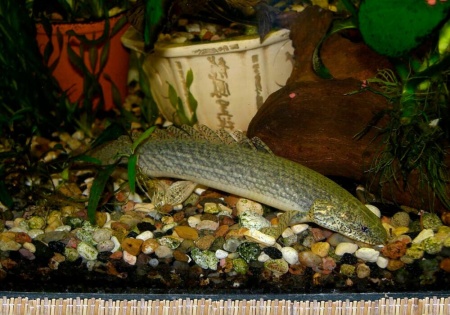 Полиптерус Сенегальский (Polypterus senegalus) 5-6 см 