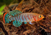 Нотобранхиус Рахова (Nothobranchius rachovii)