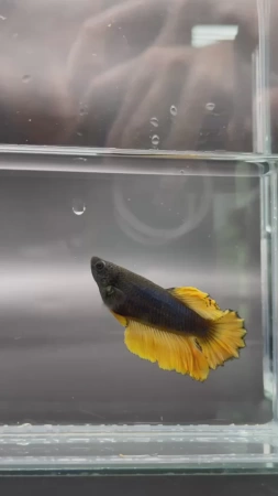 Петушок Халф Мун Самка (курочка) Черная Горчица  (Betta splendens halfmoon BLACK MUSTARD (FEMALE)