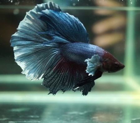 Петушок Халфмун Дамбо синий самец (betta-dumbo-blue-male)