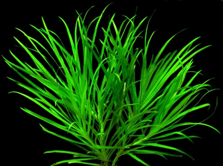 Бликса Японская (Blyxa japonica)