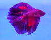 Петушок Халф Мун двухвостый биколор розово-фиолетовый самец (betta two-tailed bicolor pink-purple)