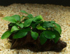 Анубиас Нана Петит на коряге 5-7 см  (Anubias nana)