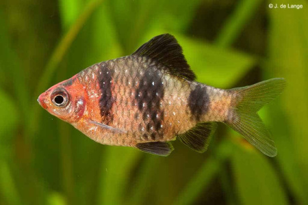 Барбус черный (Barbus nigrofasciatus) 2-2,2 см 