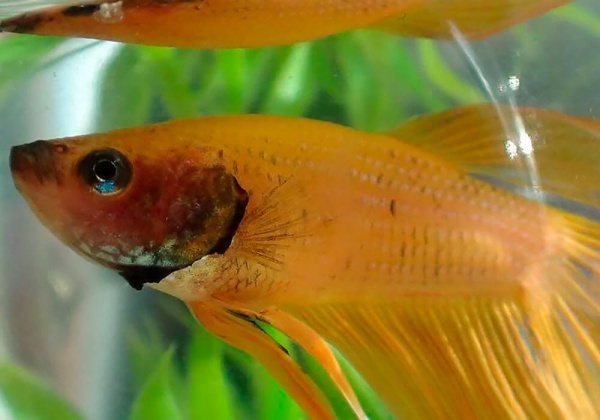 Петушок Вуалехвостый  желтый самец (Betta-splendens-platinum-Veiltail-yelloy)