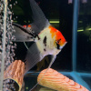 Скалярия Кои (pterophyllum koi)