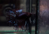 Петушок Коронохвостый черная орхидея самец (Betta-male-crown-tail-black-Orchid)