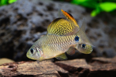Барбус Ореихтис (Oreichthys crenuchoides)