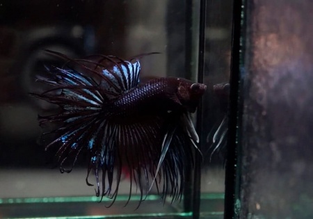 Петушок Коронохвостый черная орхидея самец (Betta-male-crown-tail-black-Orchid)