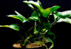 Анубиас Бартера золотистый (Anubias barteri Gold)