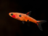 Микрорасбора макулата  (Boraras maculatus) 1,5-1,8 см
