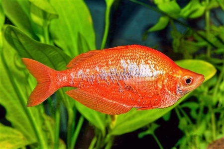 Глоссолепис красный (Glossolepis incisus)