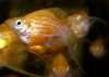 Моллинезия оранжевый баллон (Poecilia sphenops orange Molly balloon)