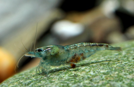 Креветка "Небесная Жемчужина" (Neocaridina Blue Pearl)