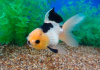 Оранда черно-белая (Goldfish Oranda black-white)