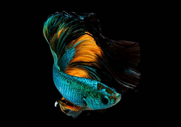 Петушок Халф Мун горчичный газ самец (Betta splendens Halfmoon Mustard Gas)