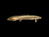 Полиптерус Сенегальский (Polypterus senegalus) 5-6 см 