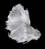 Петушок ХалфМун Дамбо белый самец  (betta dambo elephant ear white)
