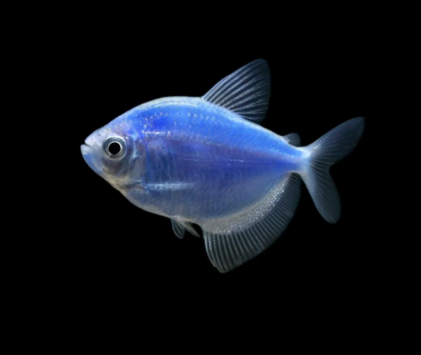 Тернеция Glo Fish Синий  1,5-2 см