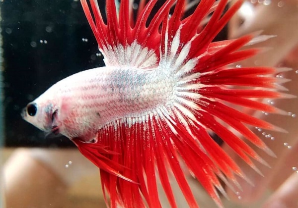 Петушок Коронохвостый красный дракон самец (Betta Fish Male-red-dragon krown-tail)