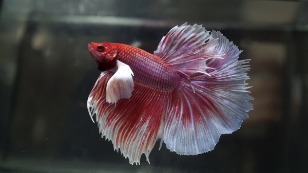 Петушок Халфмун Дамбо красный бабочка самец (betta-dumbo-red-butterfly)