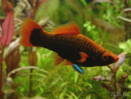 Меченосец Геллера черный Красноплавничный (Xiphophorus helleri Black)