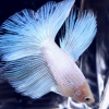 Петушок Супер Дельта белый самец (betta-MALE super-delta-white-)
