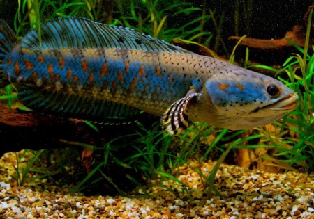 Змееголов Пульхера (Channa pulchra)