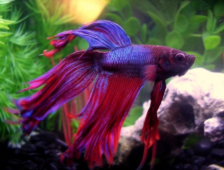 Петушок Вуалехвостый Фиолетовый самец (Betta-male-Veiltail-velvet)