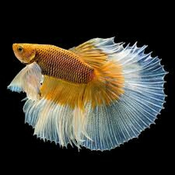 Петушок Халфмун Дамбо делтая бабочка самец (betta-dumbo-butterfly)