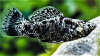 Моллинезия Долматинец парусный (Poecilia latipinna)