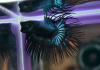 Петушок Коронохвостый черная орхидея самец (Betta-male-crown-tail-black-Orchid)