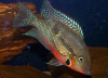Цихлазома Меека (Thorichthys meeki)