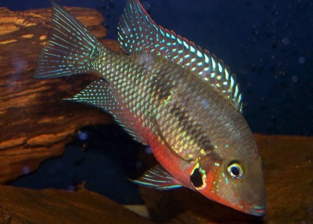 Цихлазома Меека (Thorichthys meeki)
