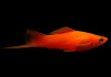Меченосец Геллера красный (Xiphophorus helleri red)